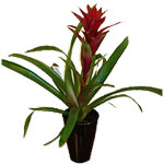 Guzmania Plant