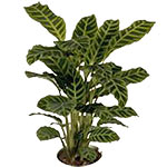 Calathea Plant