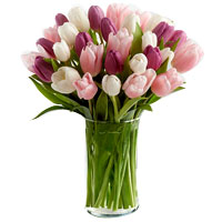 Bouquet of pink and red tulips