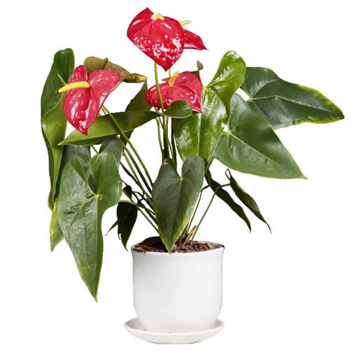 Glorious Arrangement of Anthurium Plant in a Pot