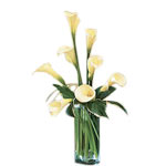 Calla Lilies