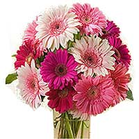 1 Dozen Mixed Gerbera  Arrange in a Glass Vase