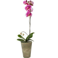 Phalaenopsis Orchid