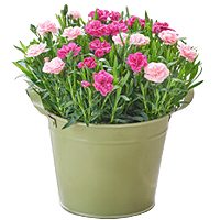 Dramatic Power of Pink Dianthus Arrangement